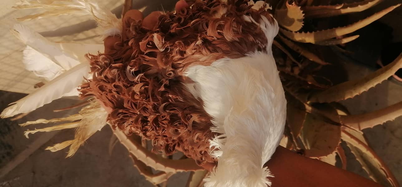 sentient, pouter, saddle frill back 5