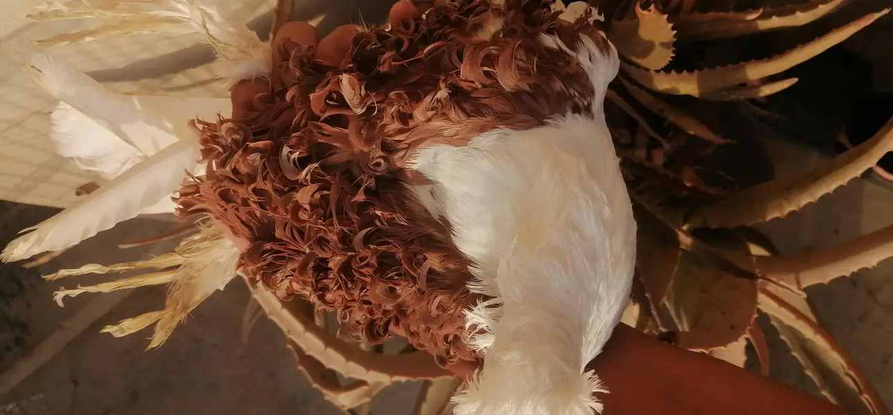 sentient, pouter, saddle frill back — photo 6