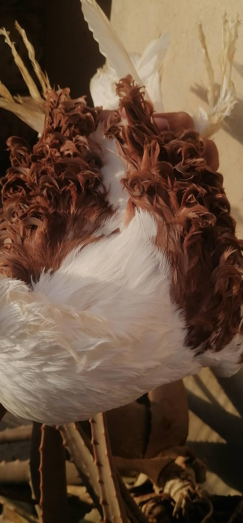sentient, pouter, saddle frill back 10