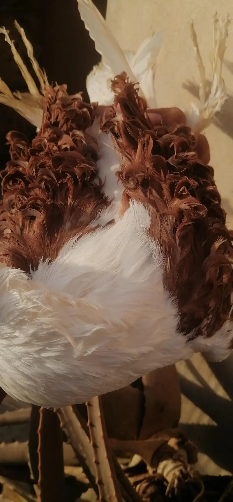 sentient, pouter, saddle frill back — photo 11