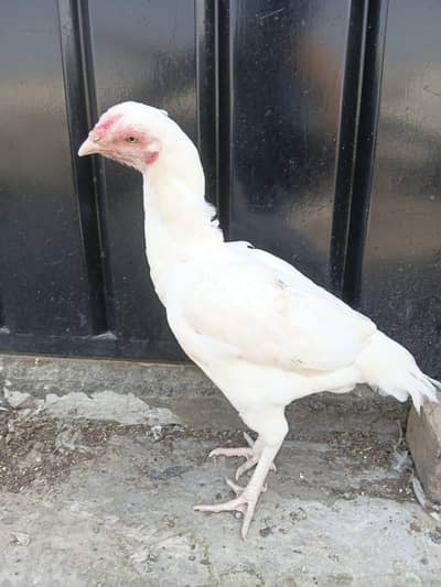 Heera Aseel Madi for sale