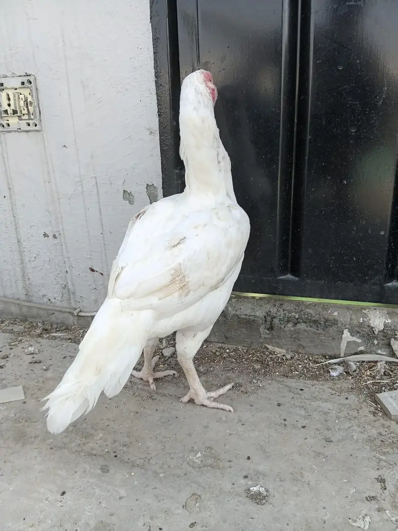 Heera Aseel Madi for sale — photo 2