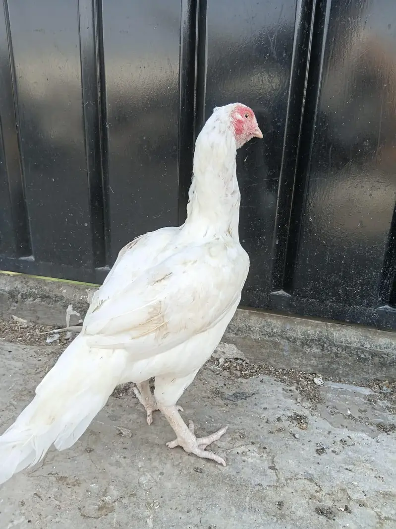 Heera Aseel Madi for sale — photo 3