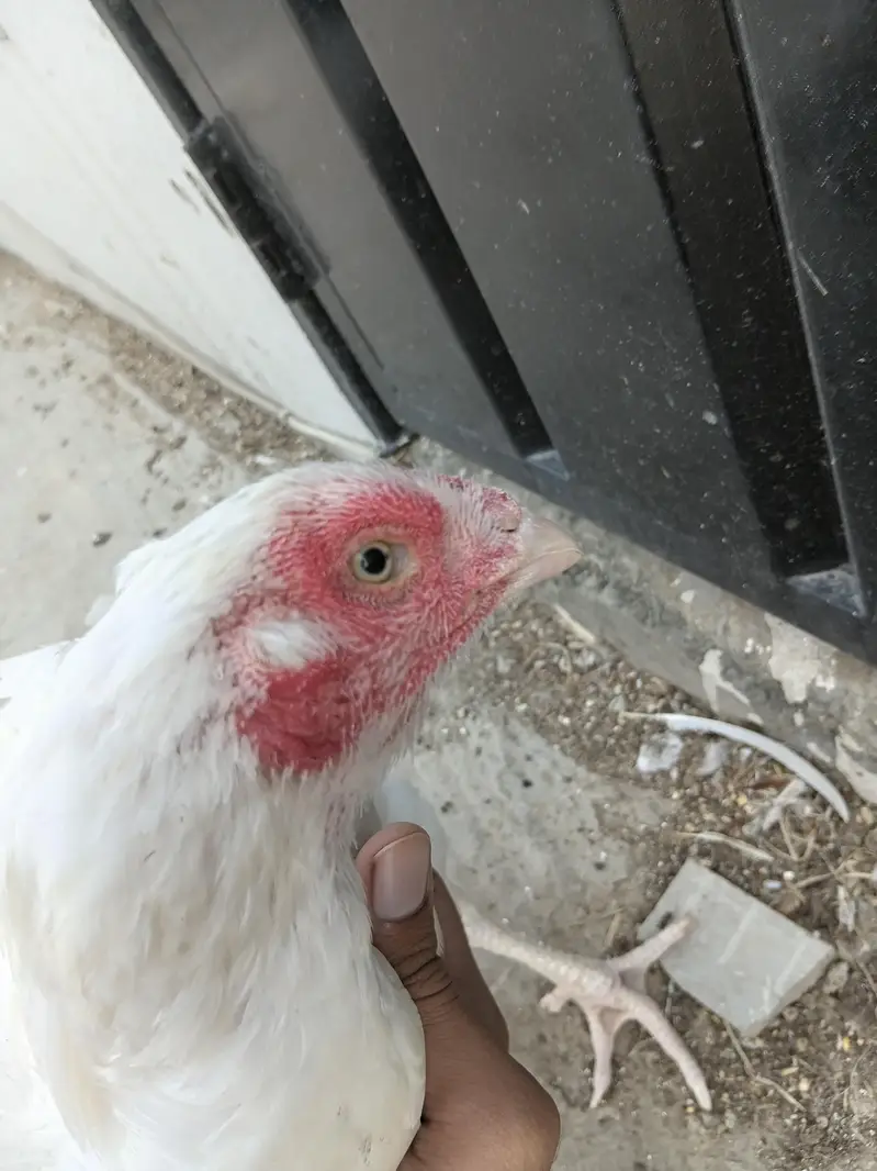 Heera Aseel Madi for sale — photo 4