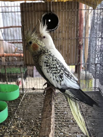 Eno red eyes to cream pearl with chick