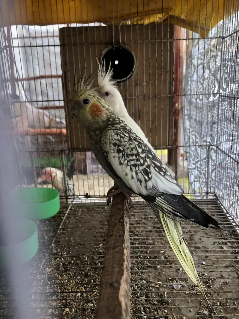 Eno red eyes to cream pearl with chick — photo 2