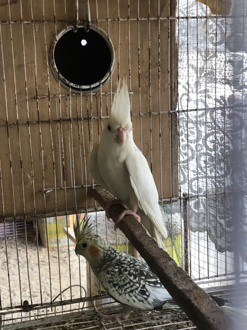 Eno red eyes to cream pearl with chick — photo 3