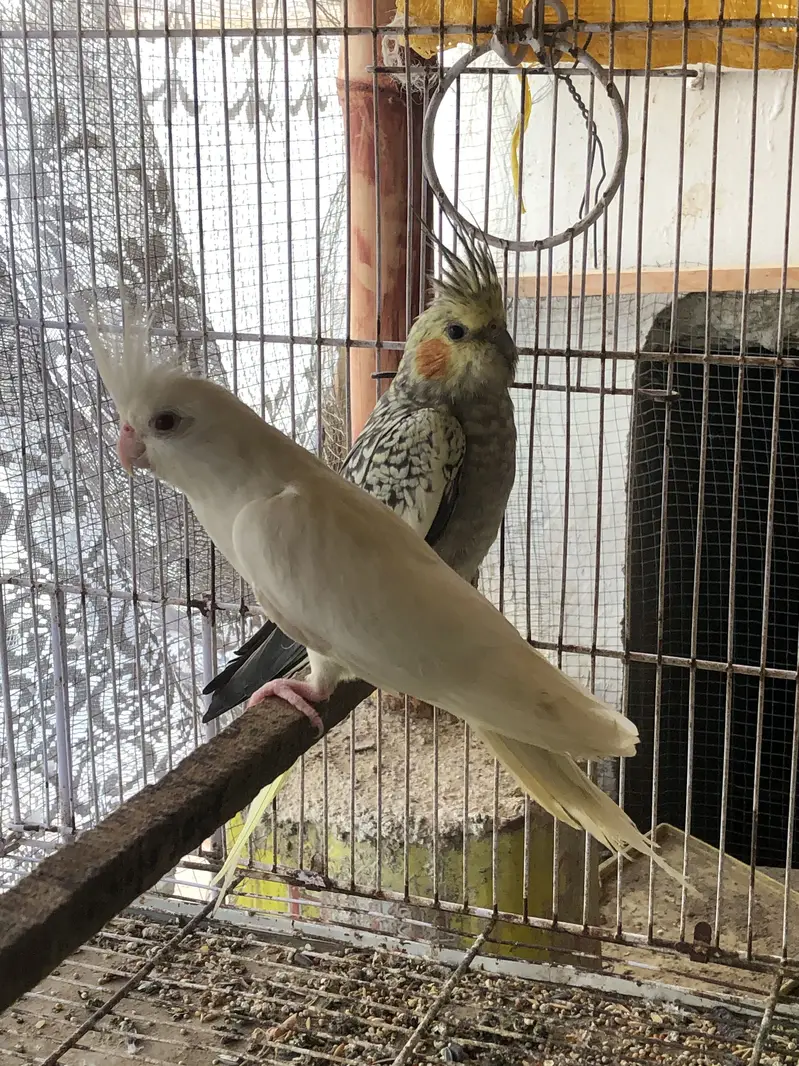 Eno red eyes to cream pearl with chick — photo 4