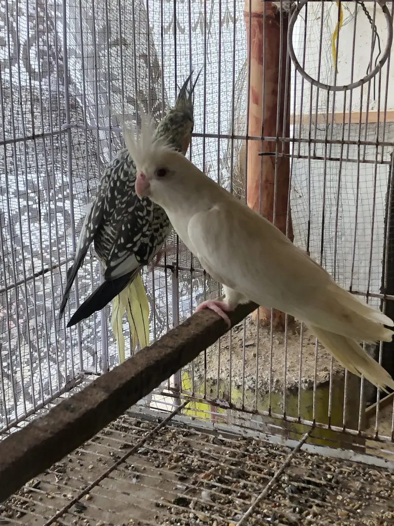 Eno red eyes to cream pearl with chick — photo 5