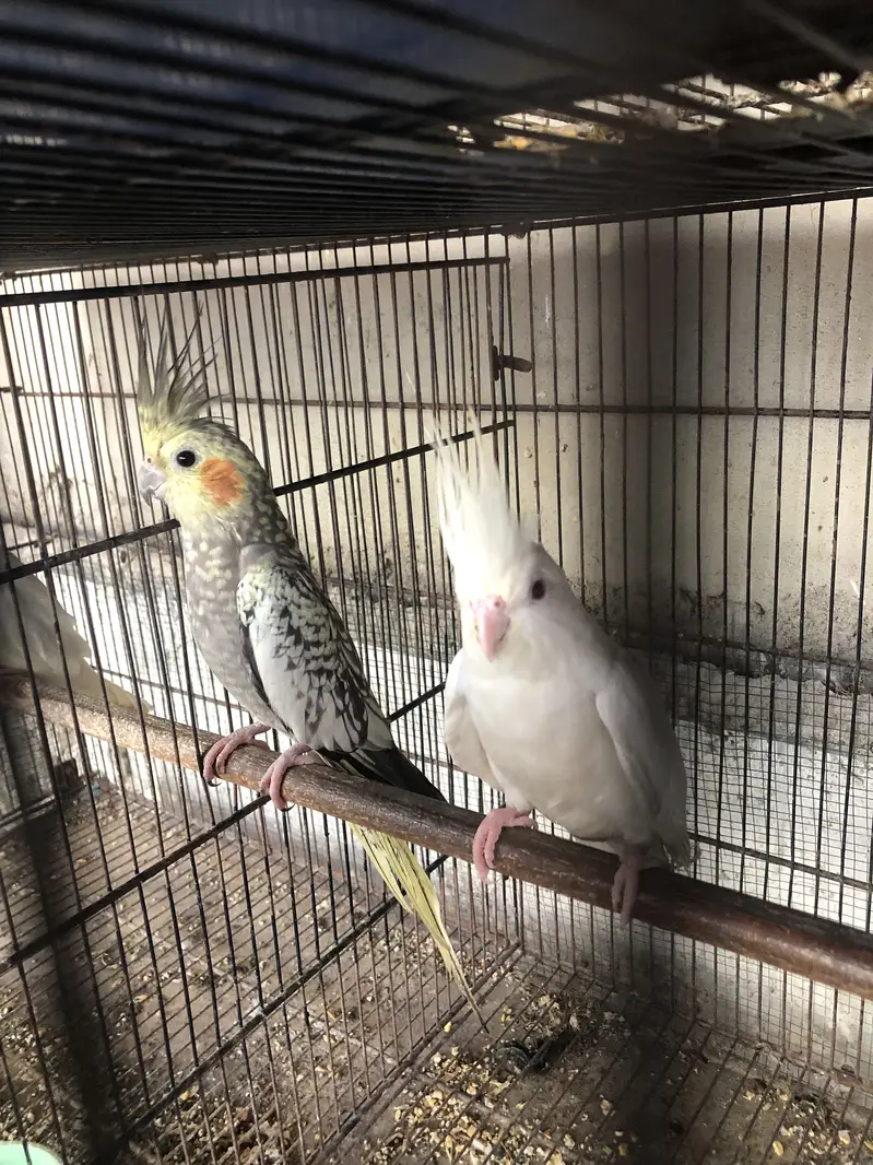 Eno red eyes to cream pearl with chick — photo 6