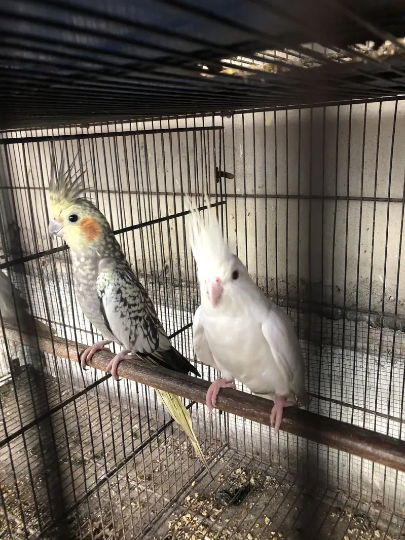 Eno red eyes to cream pearl with chick — photo 7