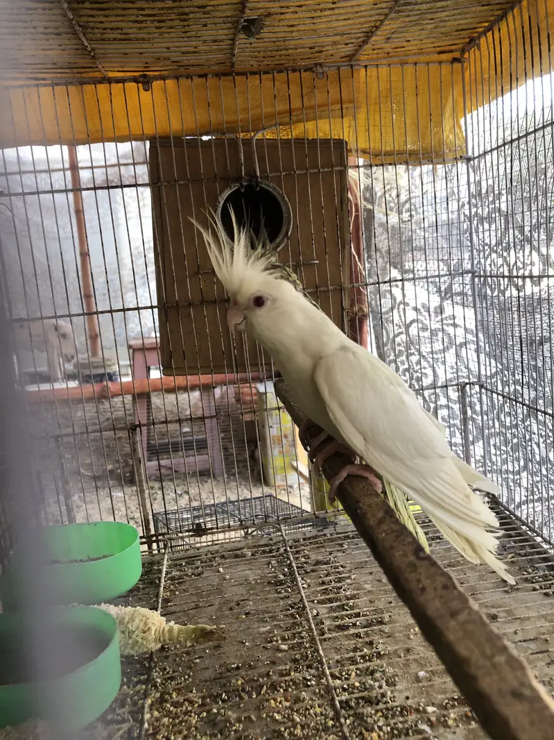 Eno red eyes to cream pearl with chick — photo 8