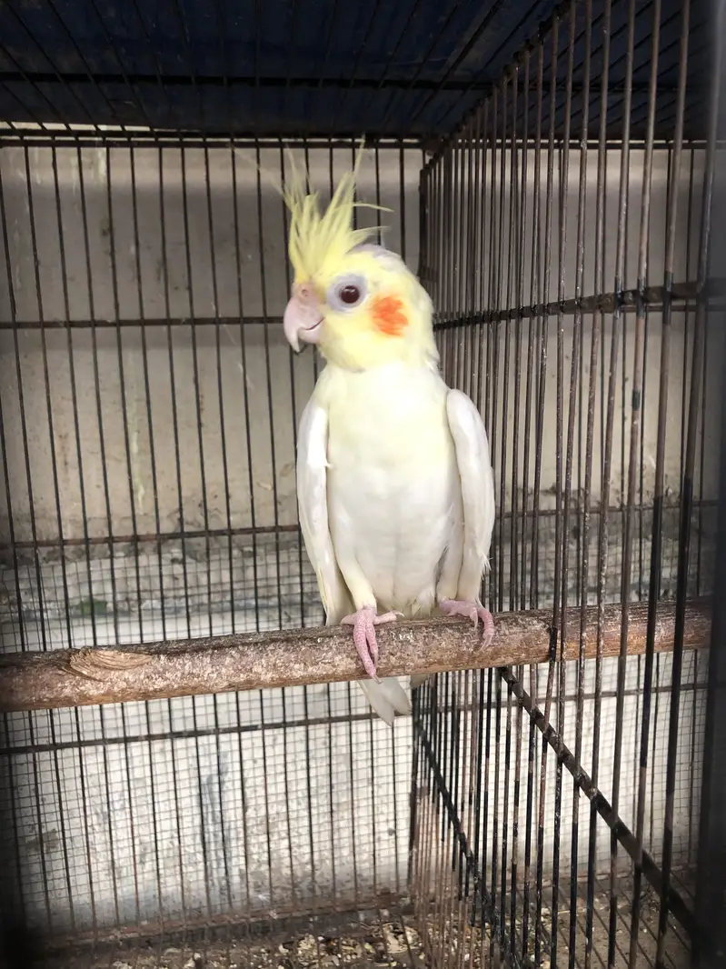 Eno red eyes to cream pearl with chick — photo 9