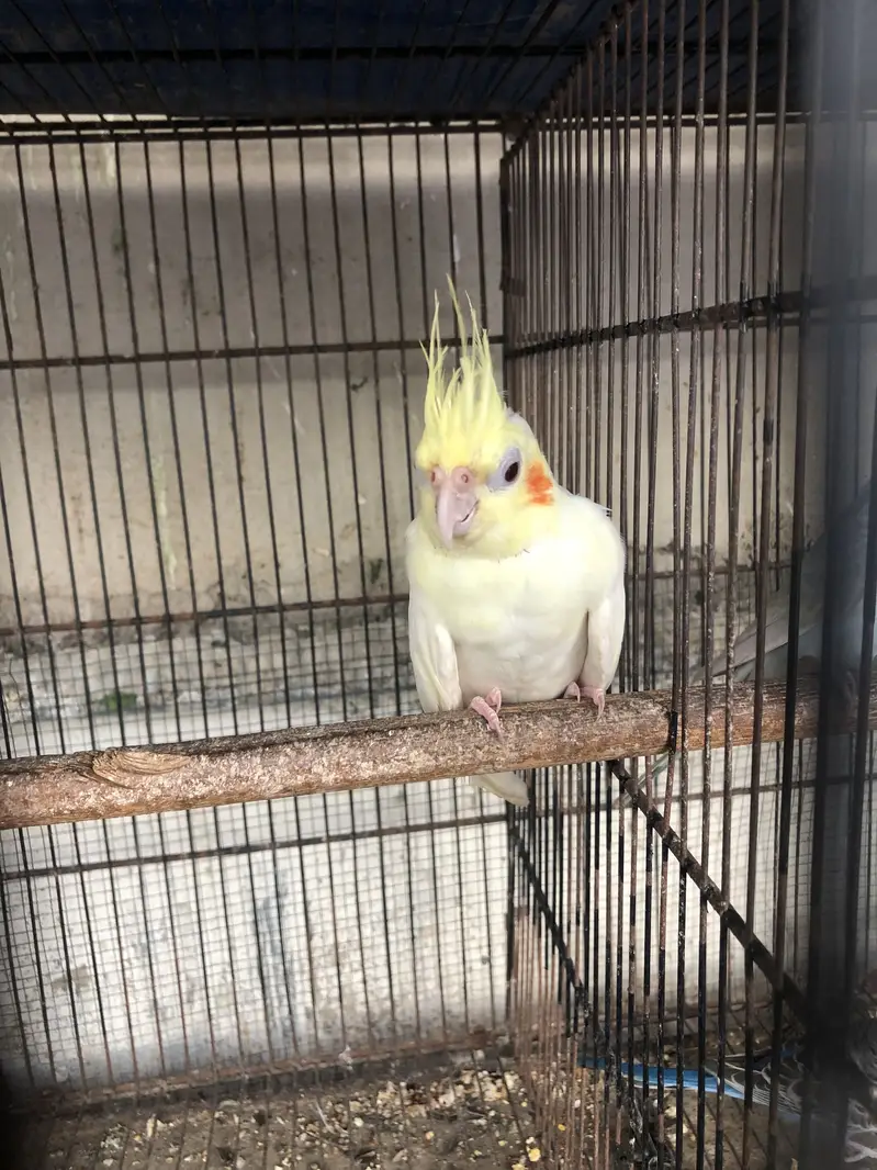 Eno red eyes to cream pearl with chick — photo 10