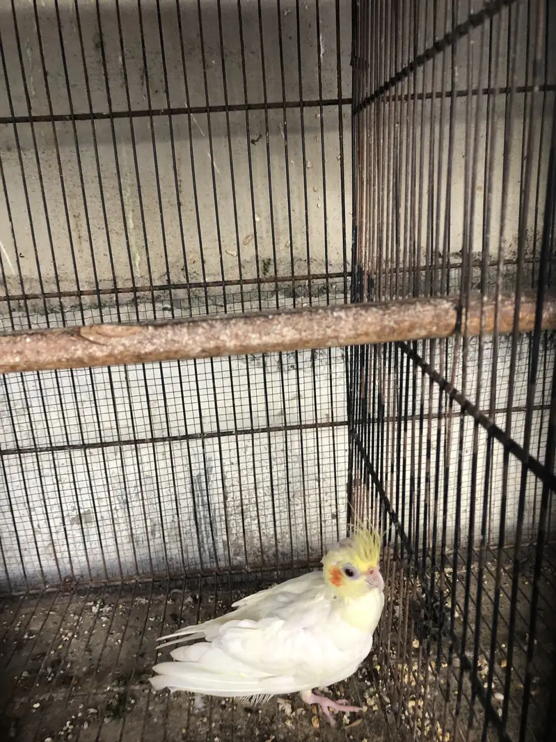 Eno red eyes to cream pearl with chick — photo 11