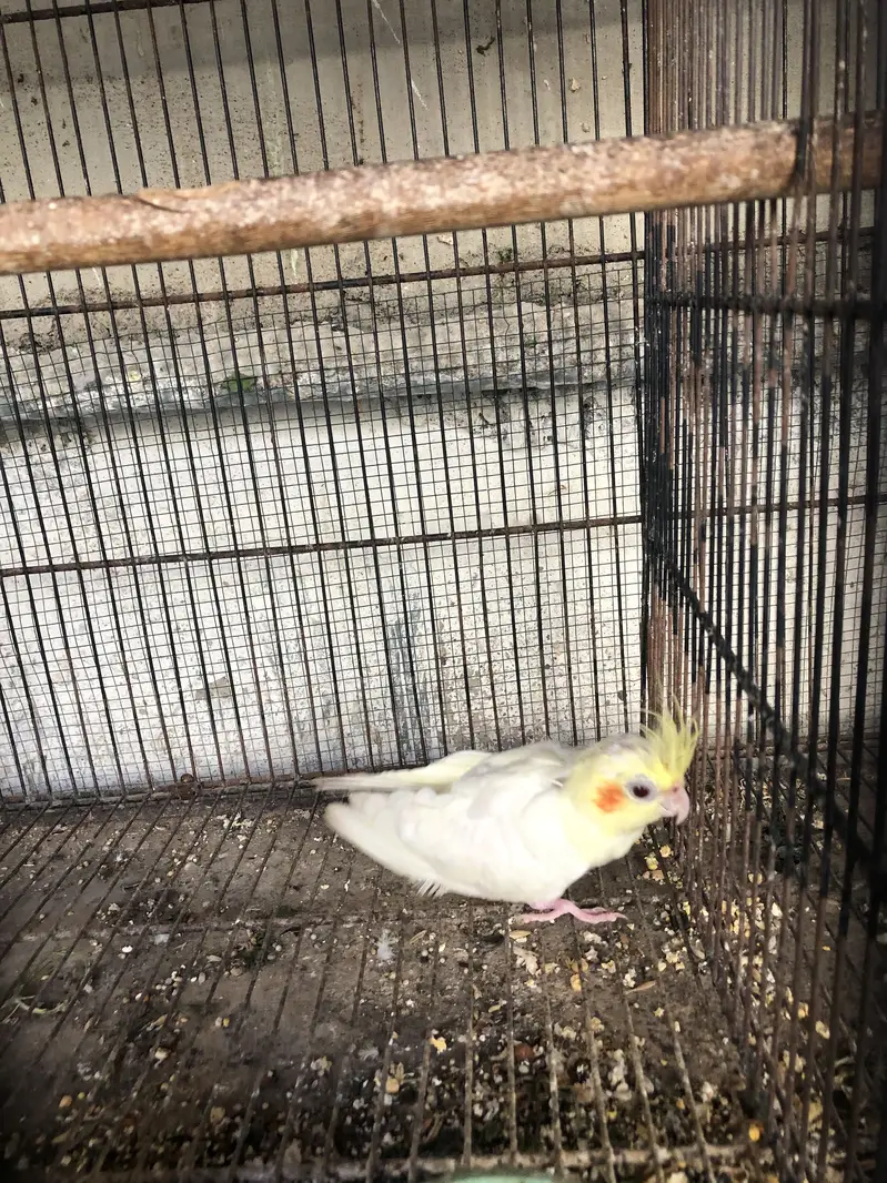 Eno red eyes to cream pearl with chick — photo 12