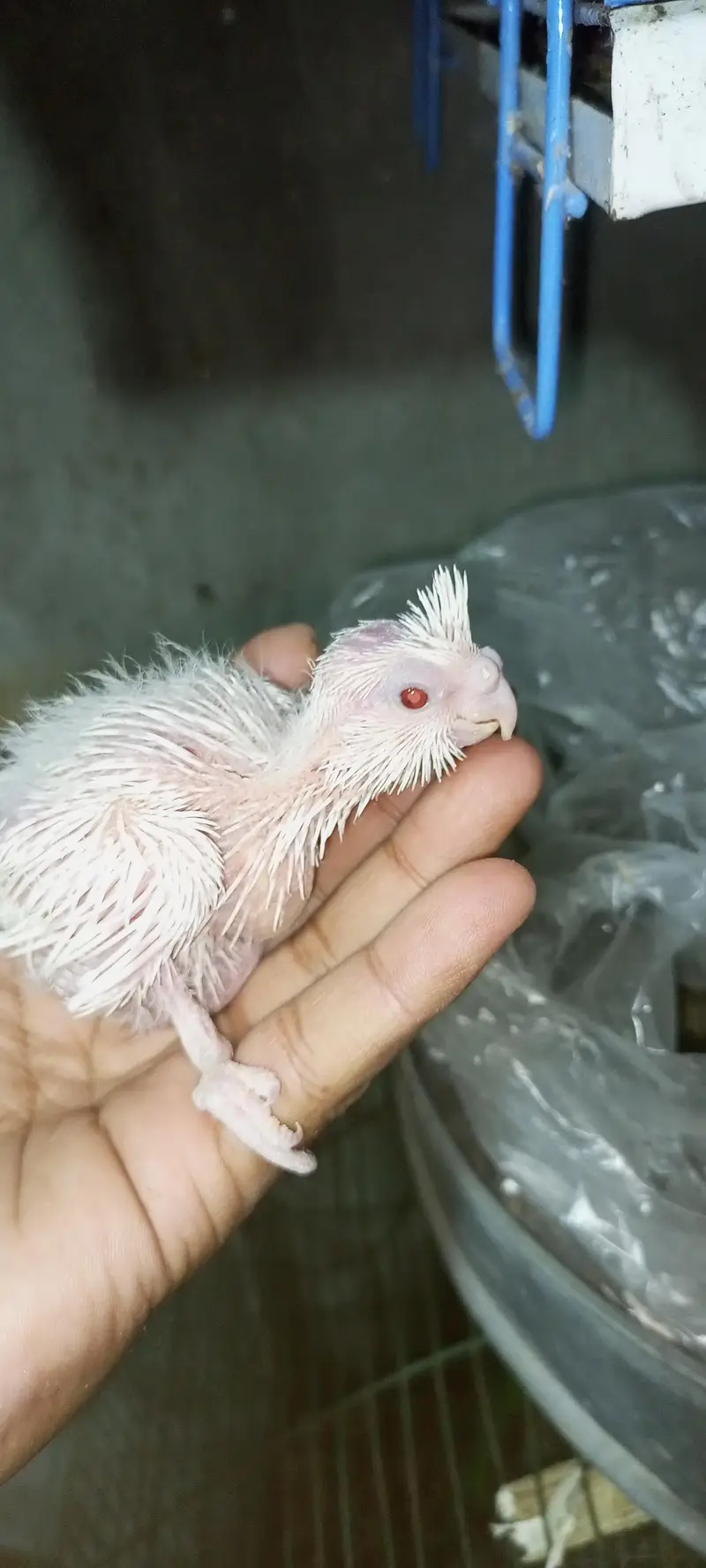 eno red eyes cocktail chick — photo 3