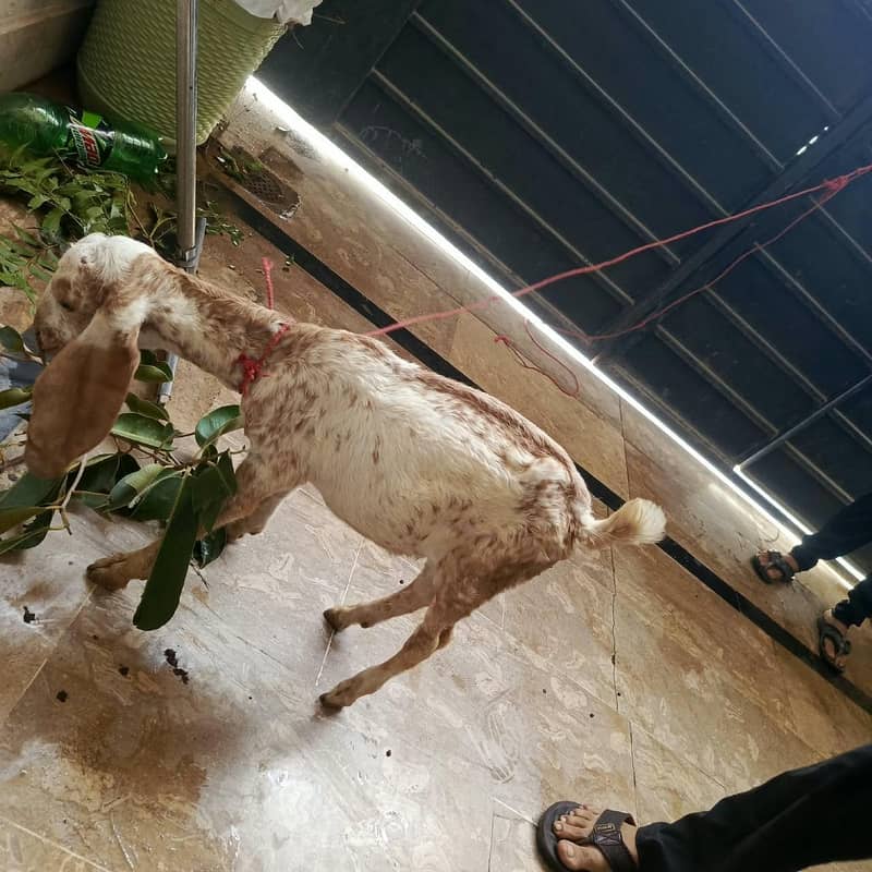 got male 0