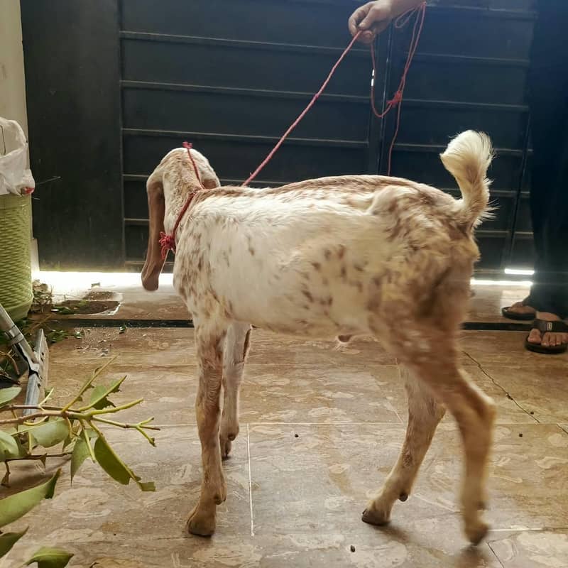 got male 2