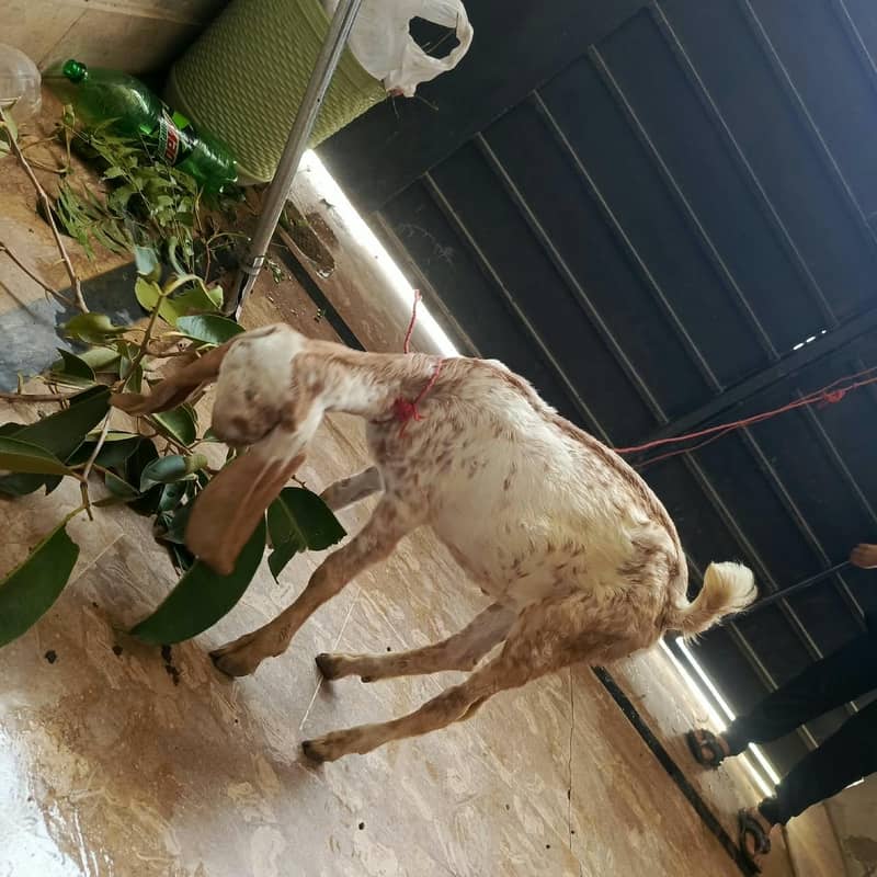 got male 3