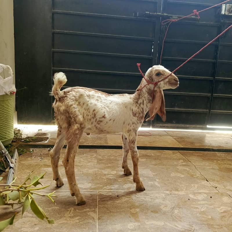 got male 4
