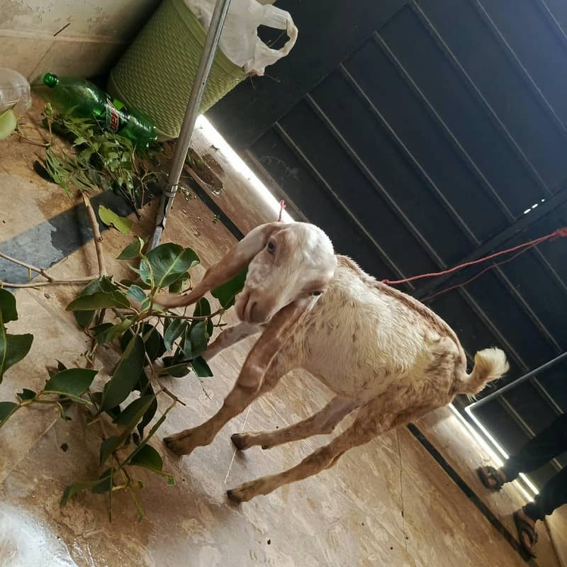 got male 5