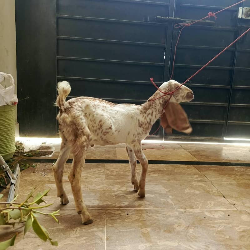 got male 7