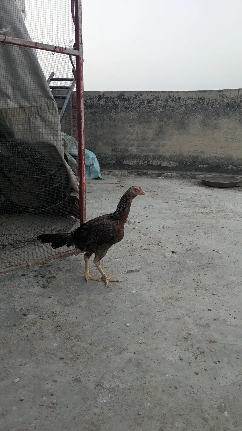 High Quality ASEEL female  Exchange Possible — photo 4