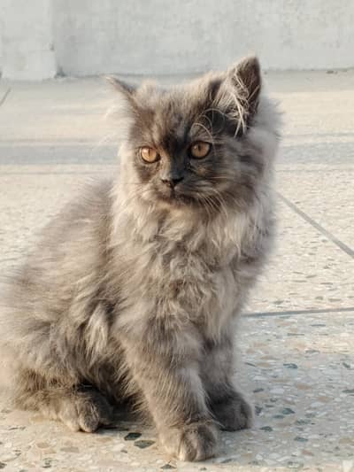 Persian cat for sale