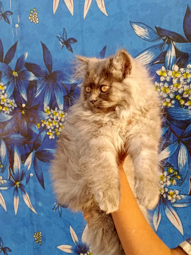 Persian cat for sale — photo 2
