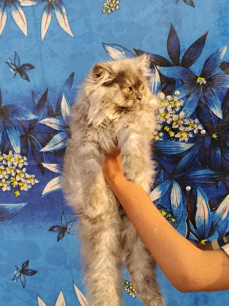 Persian cat for sale — photo 3