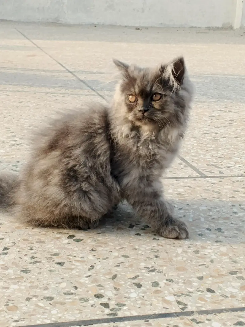Persian cat for sale — photo 4