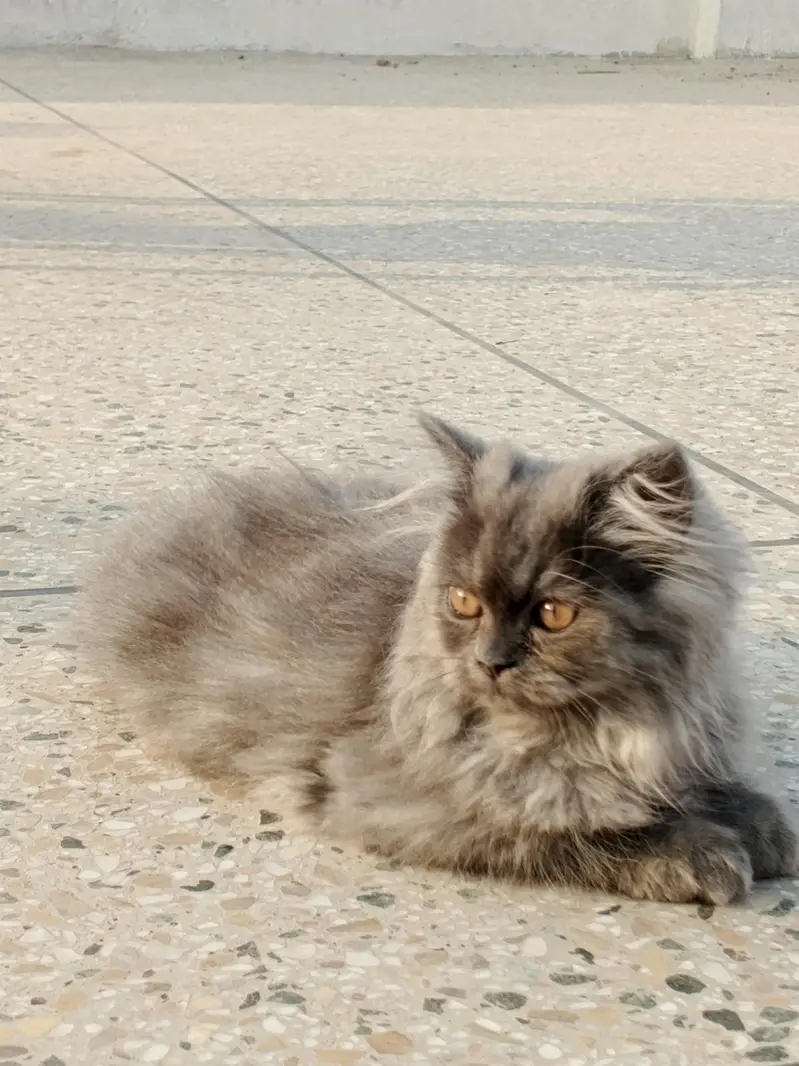 Persian cat for sale — photo 5
