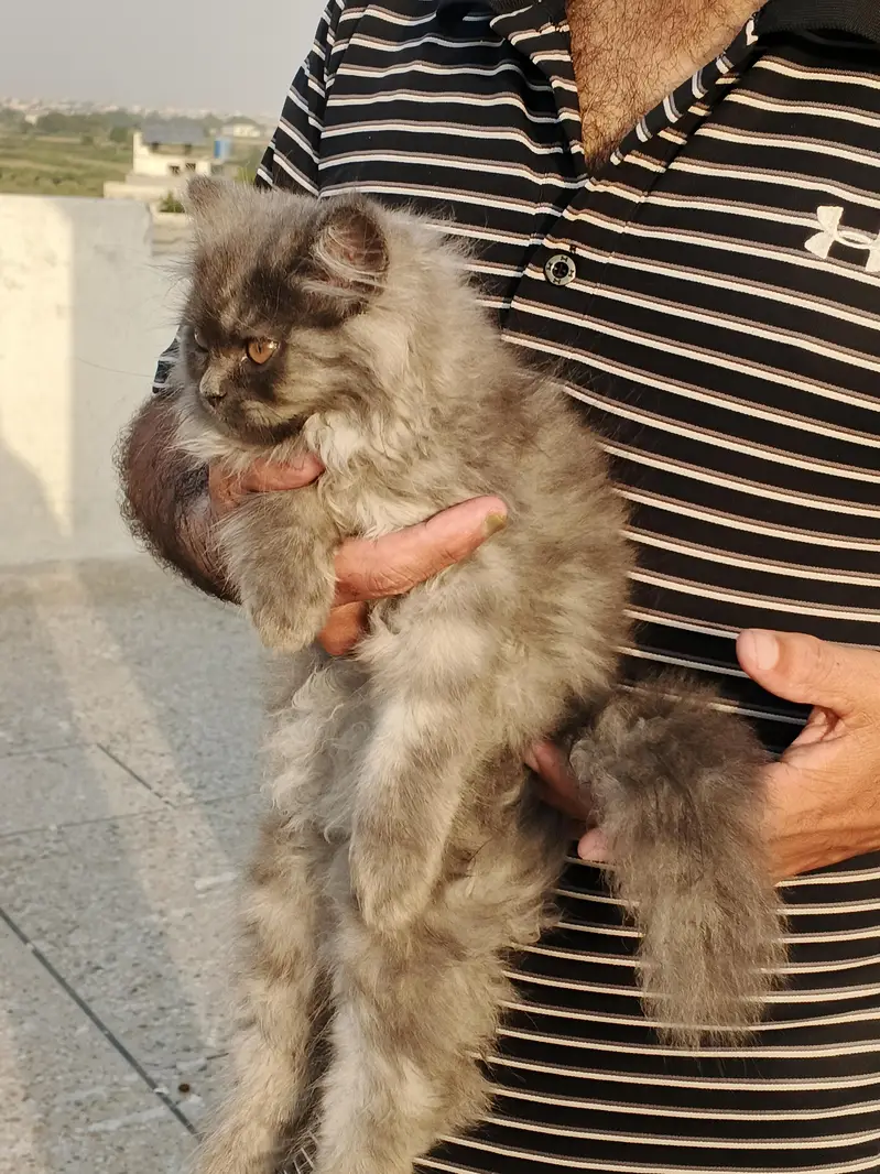 Persian cat for sale — photo 6