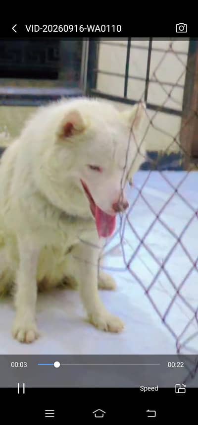 saibrain white husky famel