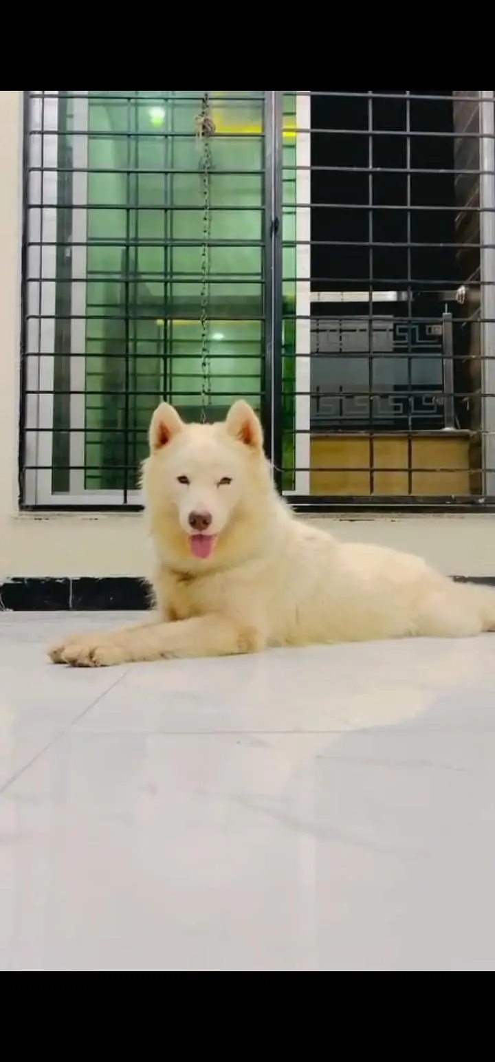 saibrain white husky famel — photo 2