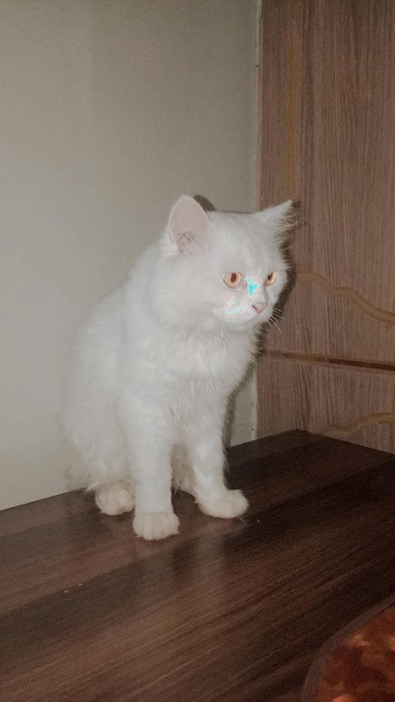 Persian billa 2