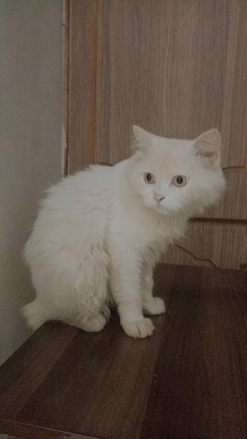 Persian billa 3