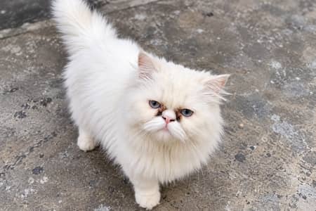 Blue Eyed White Female Pure Persian Cat