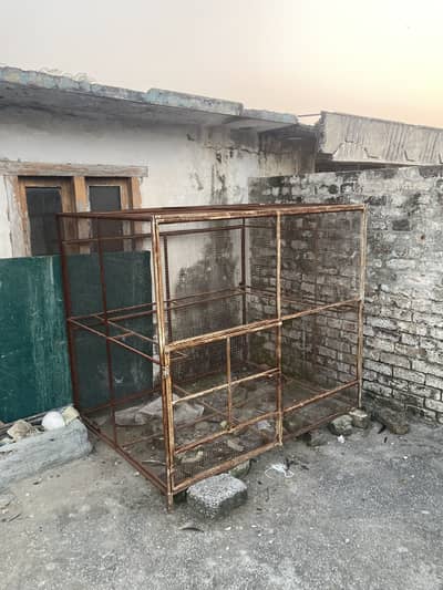 Cage available 5x5 and raw parrot