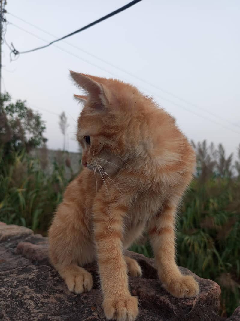 kitten 0