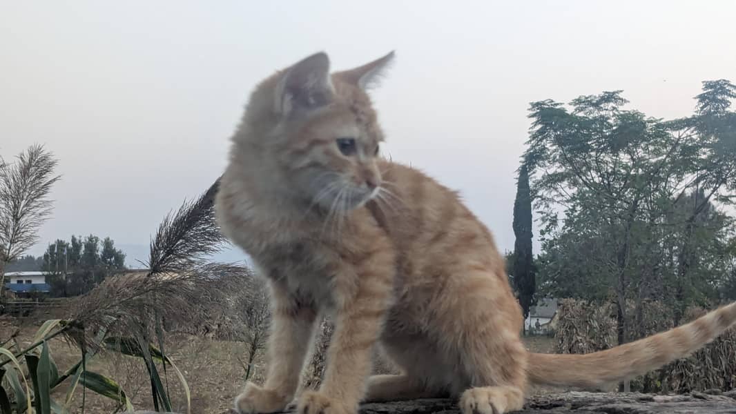 kitten 1