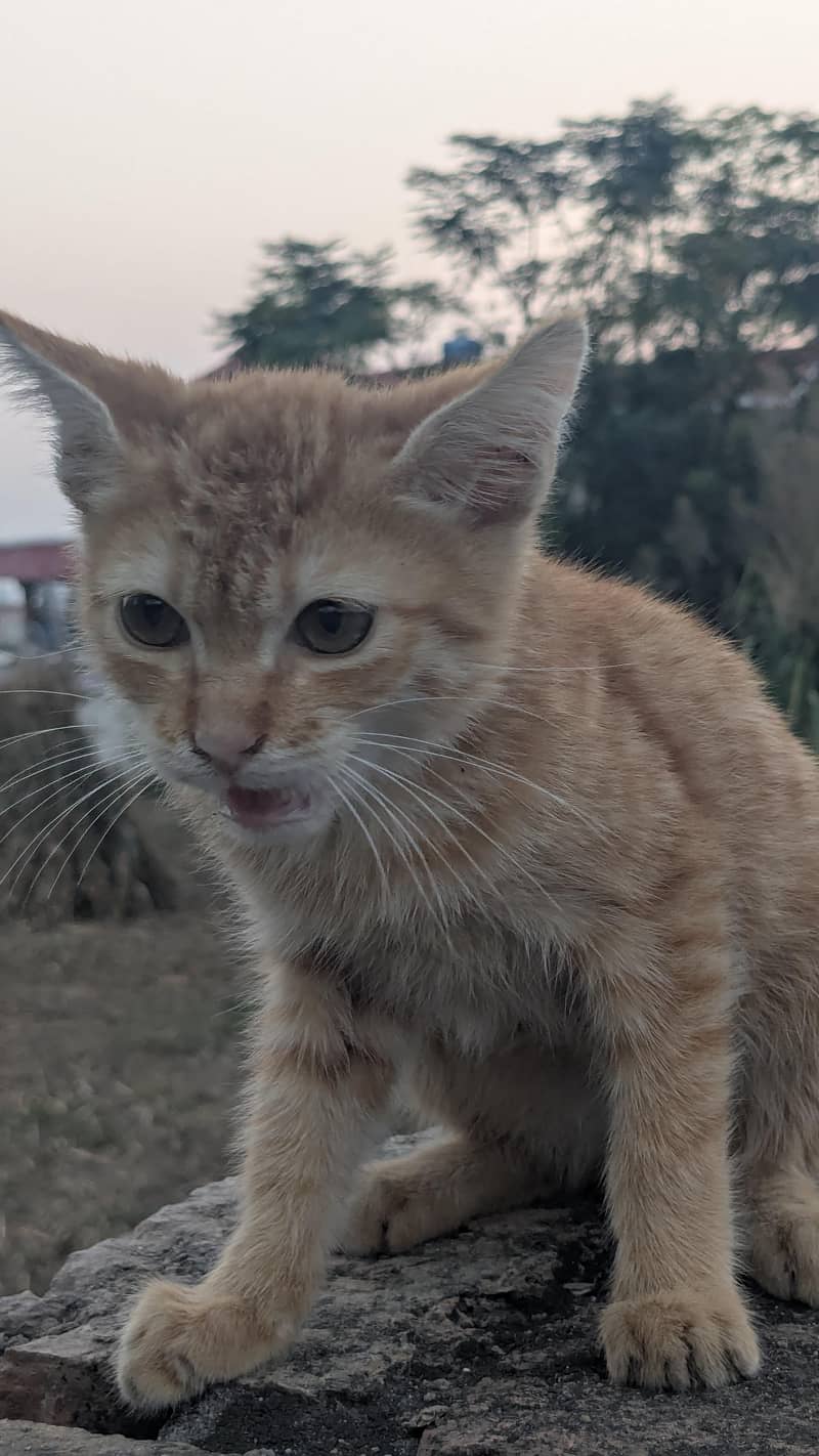 kitten 2