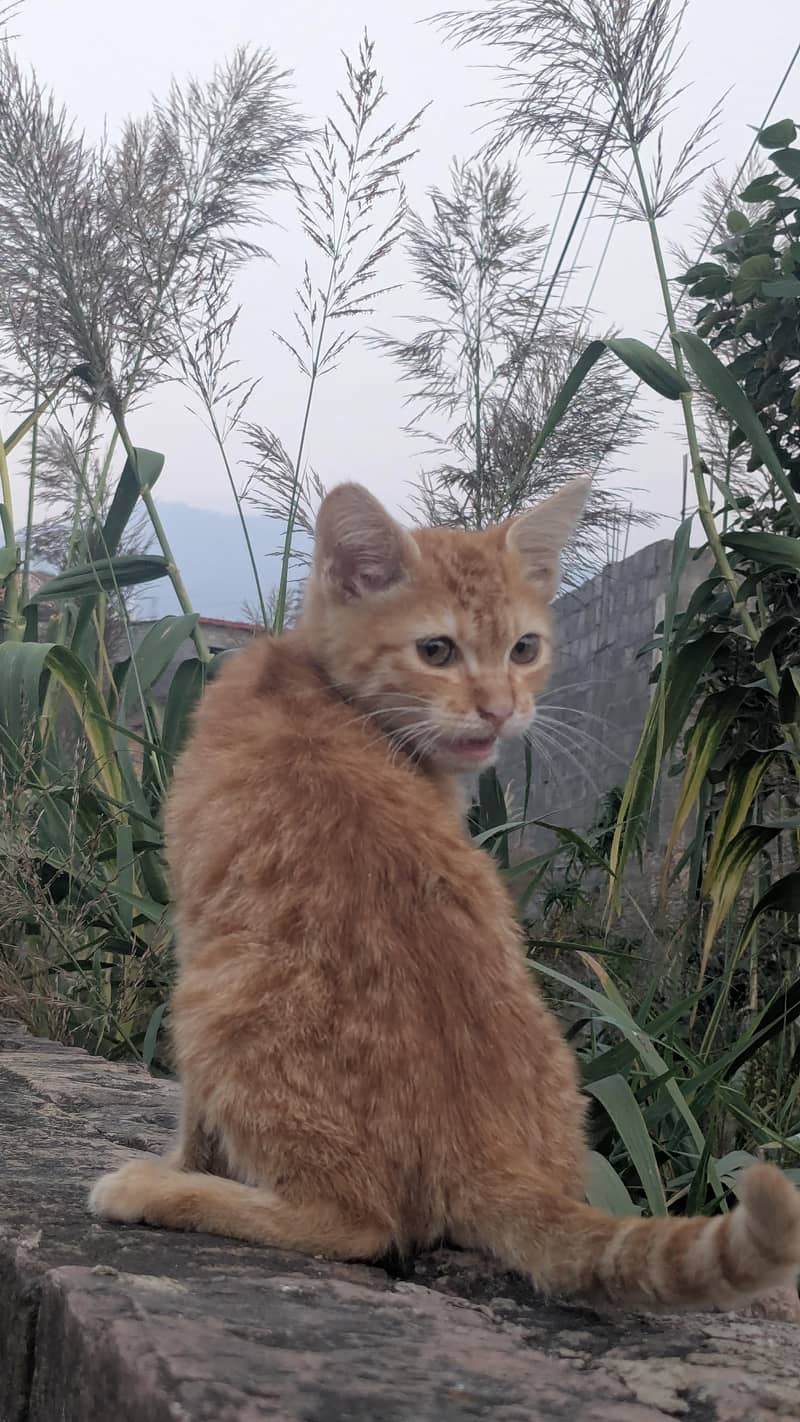 kitten 3