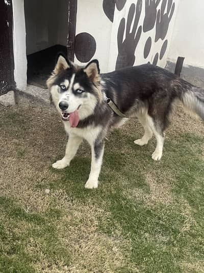Husky Blue Eyes