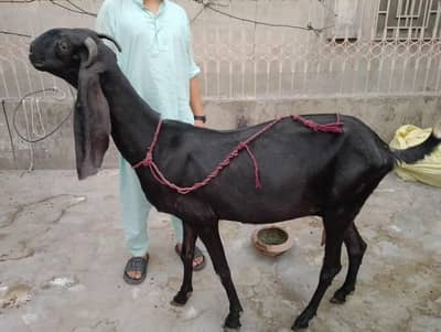 Amritsari beetal bakri moo sa 8 dant hieght 36 sarha 4 mahina ki gabba