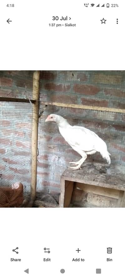 Kurak murgi 4 Sale
