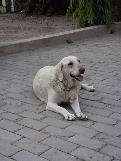 Labrador
