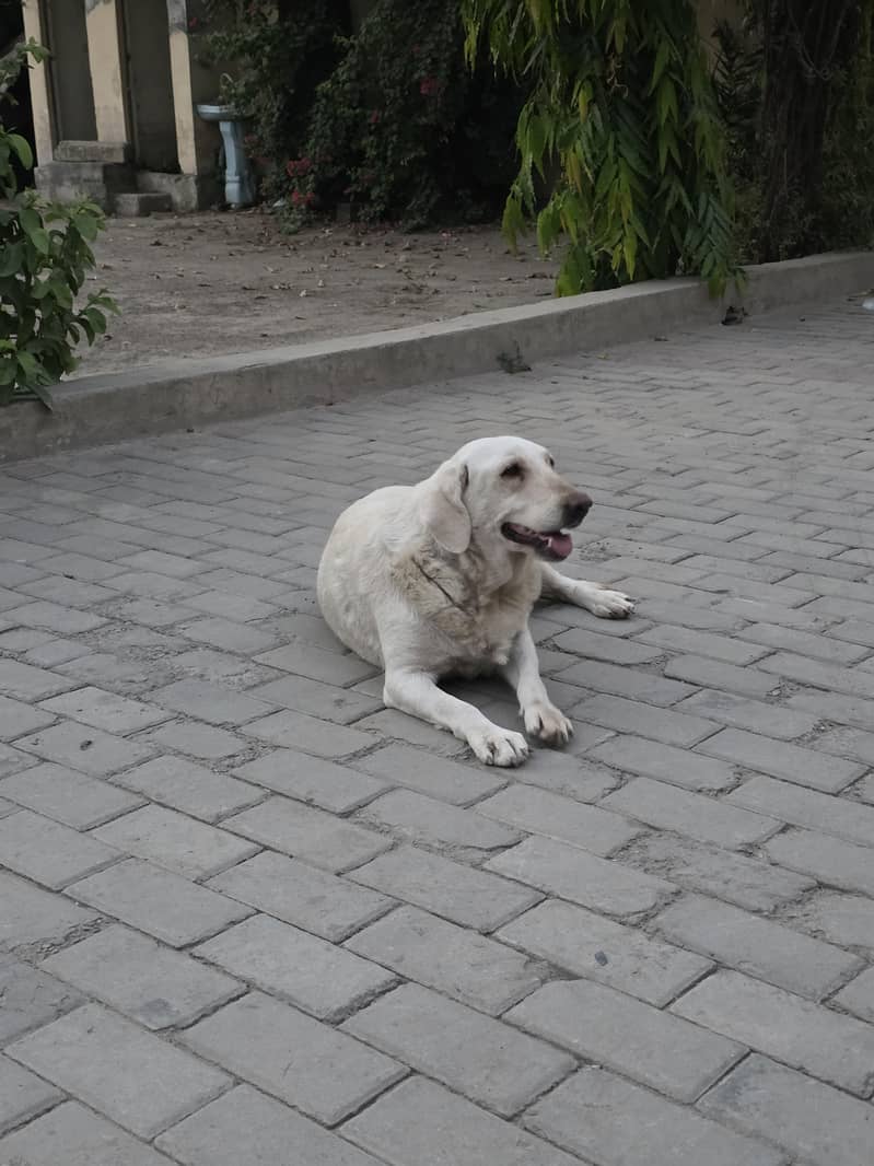 Labrador 1