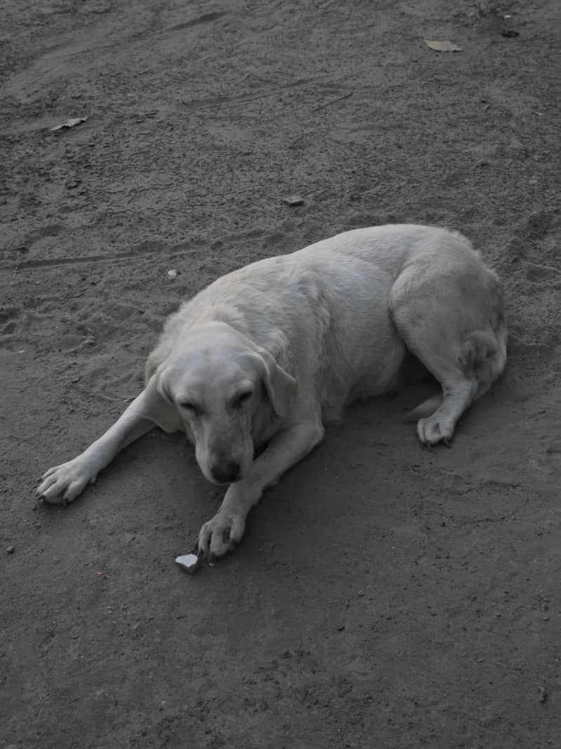 Labrador 2